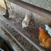 مرغ کرچ