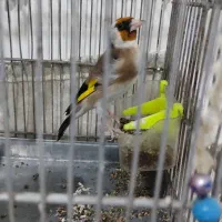 سره رام جوجه قفس گل نارنجی
