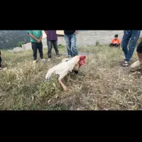 خوروس لاری  سفید