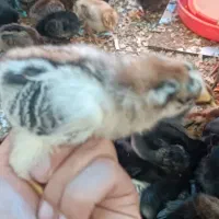 جوجه محلی یک هفته ای