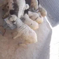 بره