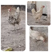 ۳ تا مرغ گلین خالص ۸ ماهه کمبود جا فوری