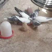 یه بوم کبوتر دمگیر