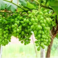 غوره قیزیل اوزمی