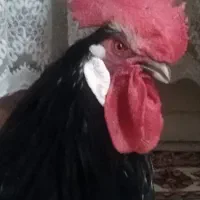معاوضه خروس جوان لاکنولدر مست11ماهه معاوضه دارم