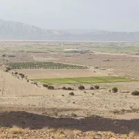فروش نهال پیارم
