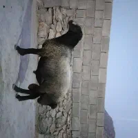 فروش قوچ شال اصیل