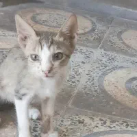 گربه ملوس