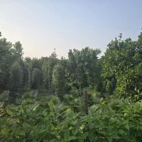 فروش-زمین3137متر-کامل-مسکونی-بابچاق-قدیمی