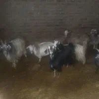 فروش4تا تیربز3تابز