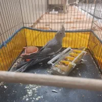 سلام