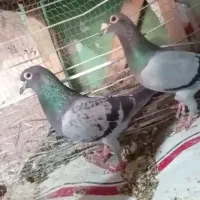 کبوتر جفتگاه
