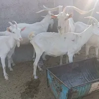 فروش بره نر افشار همو و بز سانن|حیوانات مزرعه|جهرم, |دیوار
