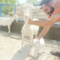 بز سانن مزرعه مروگل