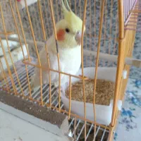 عروس هلندی