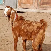 فروش  یک راس نر بزغاله پاکستانی