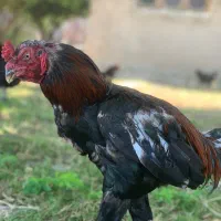 مرغ و خروس لاری