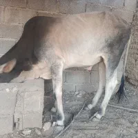 گوساله