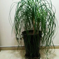 درختچه لیندا ۱۲ ساله