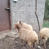 گوسفند جوان چاق و چله حدود ۴۰ کیلویی بز