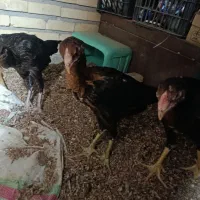 خروس و مرغ لاری