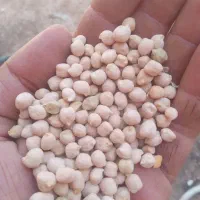 فروش نخود ریز محلی