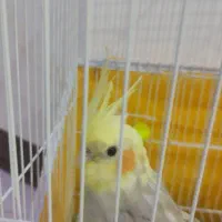 عروس هلندی