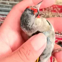 سهره سقا دورگ زاغ شطرنجی لپ دودی خط چشم طوق نر مست