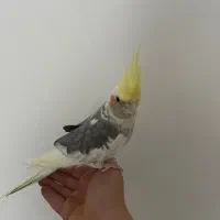 یک عرو هلندی دستی به نام کوکو