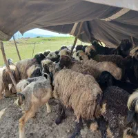 ۲۰عددمیش وبره و۲عددکوه نرمیشی داشتی