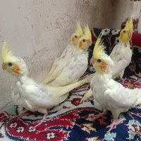 عروس هلندی