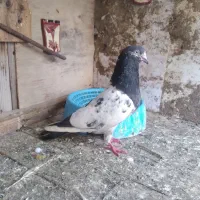 کفتر یا کبوتر