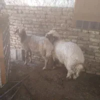 سلام بره