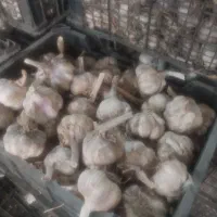 سیر بذری