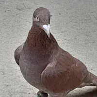 کبوتر سرخ ماده