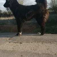 سگ ۹ماه نر درشت