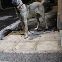 سگ سراب