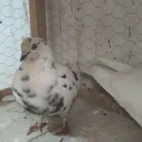 جفت فروشی