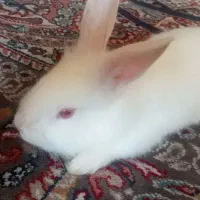 خرگوش