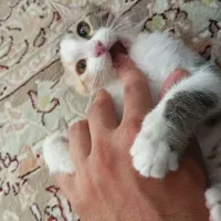 گربه /2 ماهه / واگذاری رایگان
