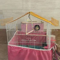 عروس هلندی نروماده