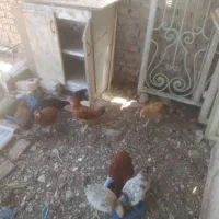 مرغ و خروس پنج ماهه