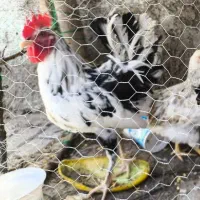 خروس چینی فروشی