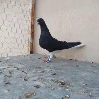 سو سیاه گلدار کازرون