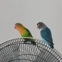 طوطی برزیلی نر و ماده