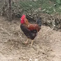 خروس