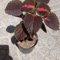 تلویزیون گلها ورق بزنید