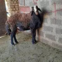 بره قوچ بشرط میش رون
