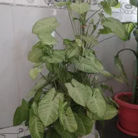 گل طبیعی