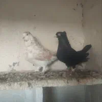 کفتر های پرشی